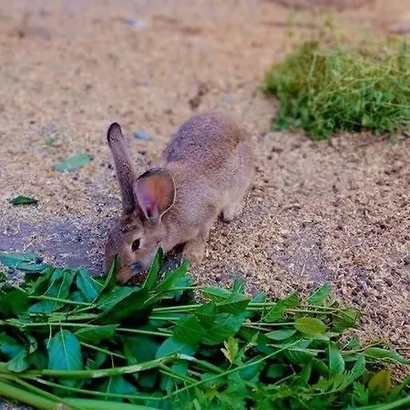 Gardunha Stone 펜션 Lourical do Campo