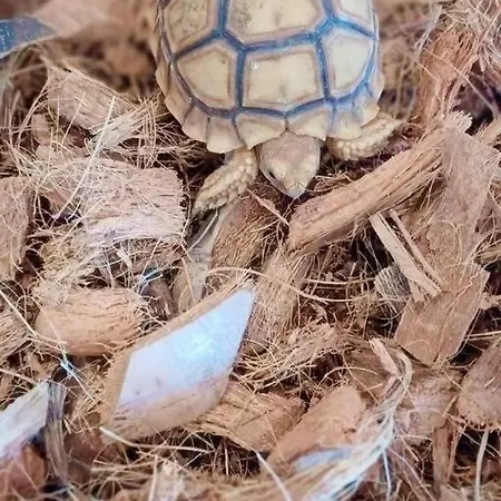 Gardunha Stone 펜션