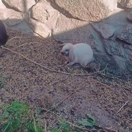 Gardunha Stone 펜션 Lourical do Campo