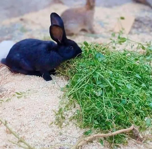 Gardunha Stone Semesterbostad *