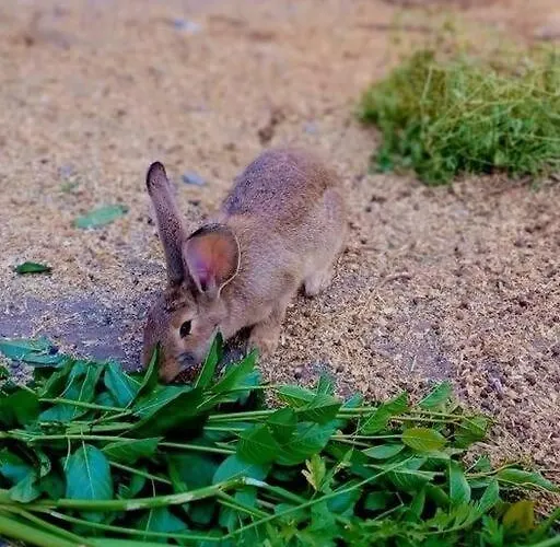Gardunha Stone Semesterbostad Lourical do Campo