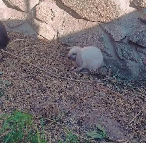 Gardunha Stone Semesterbostad Lourical do Campo