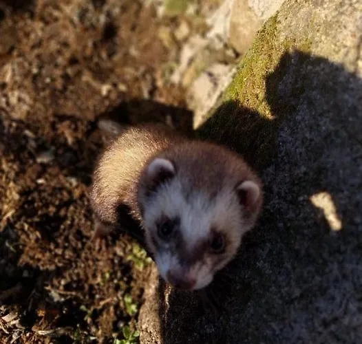 Semesterbostad Gardunha Stone
