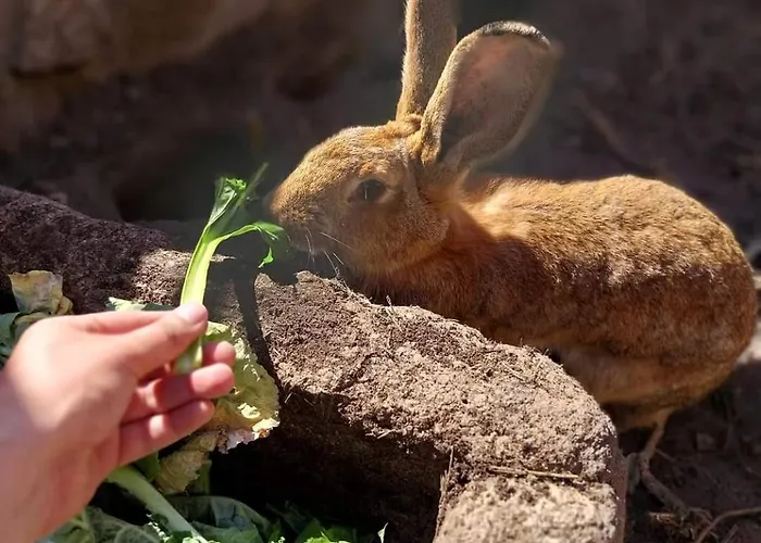 Gardunha Stone Semesterbostad